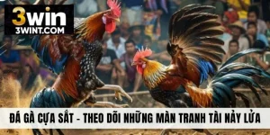 Đá Gà Cựa Sắt - Theo Dõi Những Màn Tranh Tài Nảy Lửa