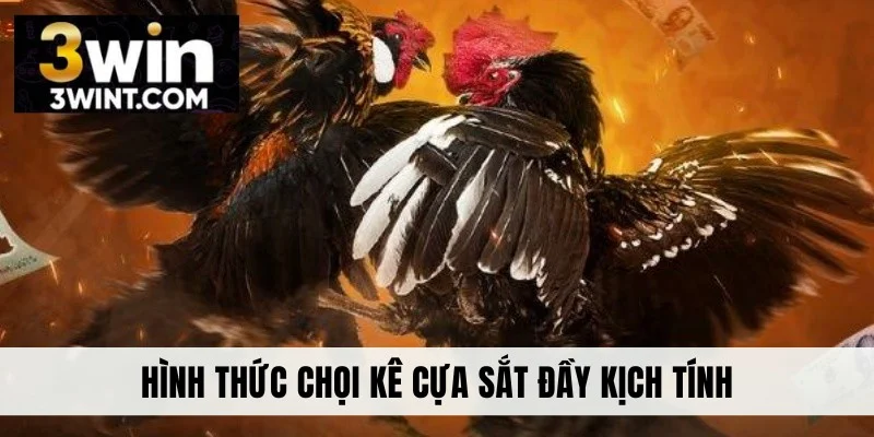 Hình thức chọi kê cựa sắt đầy kịch tính