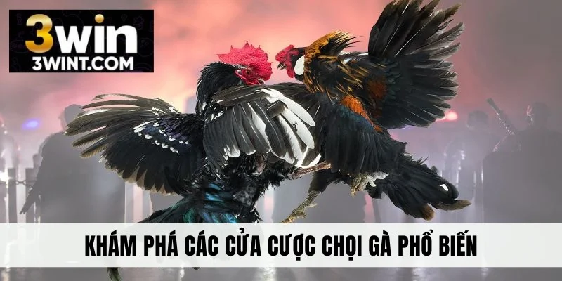 Khám phá các cửa cược chọi gà phổ biến