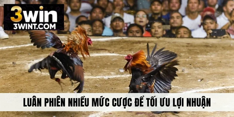 Luân phiên nhiều mức cược để tối ưu lợi nhuận